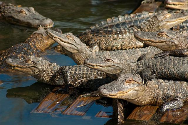 Piscina-cocodrilos