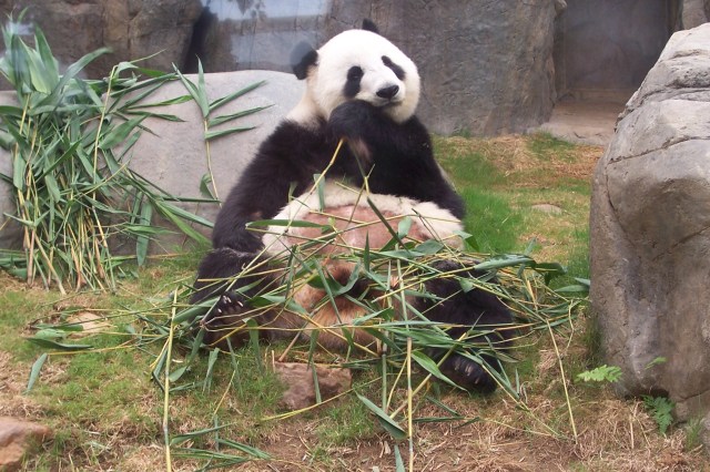Oso Panda comiendo Bambú plácidamente. Una clara imagen del ocio. Ocean Park, Hong Kong, mayo de 2011